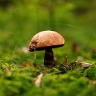 photo-desc-6